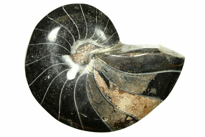 Polished Fossil Nautilus (Cymatoceras) - Unusual Black Color! #297161